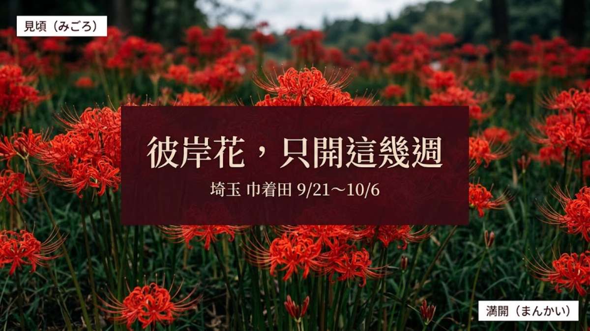 日本秋天不是只有紅葉！埼玉巾着田的彼岸花9月21日登場＋賞花與拍照必學28句日文