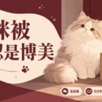 貓咪誤認博美のイメージ画像