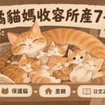 橘貓媽收容所產7子のイメージ画像